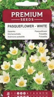 Harilik karukell "Bells White"