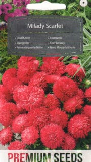 Aster "Milady Scarlet"