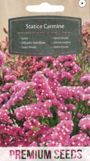 Kääruline parkjuur karmiin-roosa