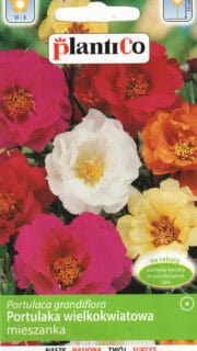 Suureõieline portulak segu