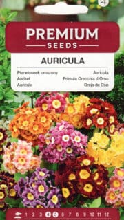 Kõrvikpriimula segu