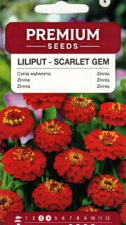 Harilik pruudisõlg "Liliput Scarlet Gem"
