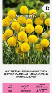 Kerajas varblill "Billy Buttons"