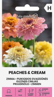 Harilik pruudisõlg "Peaches and Cream Mixed"