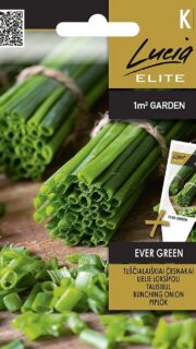 Talisibul "Ever Green"