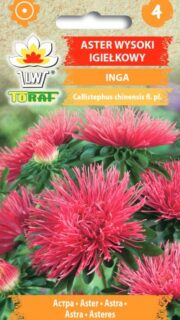 Aster "Inga"