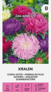 Aster "Kralen"
