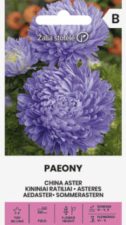 Aster "Paeony Blue"