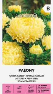 Aster "Paeony Yellow"