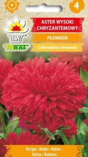 Aster "Plomien"