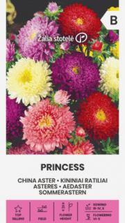Aster "Princess"