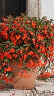 Boliivia begoonia "Copacabana Orange" F1