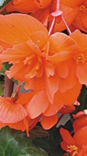 Ripp-mugulbegoonia "Chanson Lososova" / "Chanson Salmon" F1