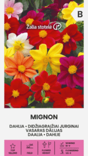 Aed-daalia "Mignon"