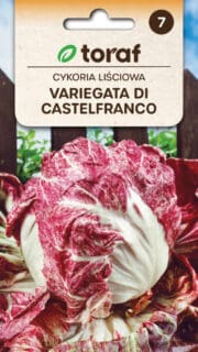 Harilik sigur "Variegata di Castelfranco"