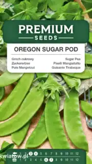 Suhkruhernes "Oregon Sugar Pod" / "Mangetout"