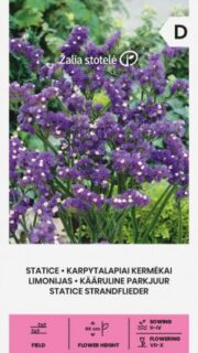 Kääruline parkjuur lilla