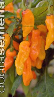 Kibepaprika "Maraba Orange"