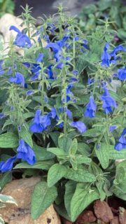 Laiuvaõieline salvei