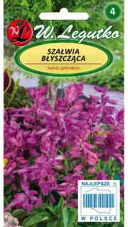 Leeksalvei violetne