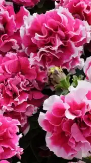 Petuunia "Rose Pirouette" F1