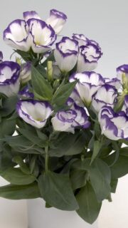 Suureõieline preeriakell "Carmen Blue Rim" F1