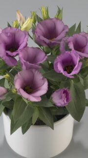 Suureõieline preeriakell "Carmen Lilac" F1