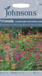 Priimula "Candelabra Woodside Mixed"