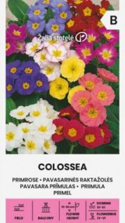 Priimula "Colossea"