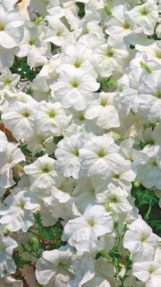 Ripp-petuunia "Lavina White" / "Avalanche White" F1