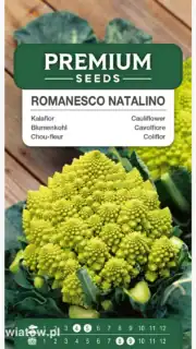 Romaani lillkapsas "Romanesco Natalino"