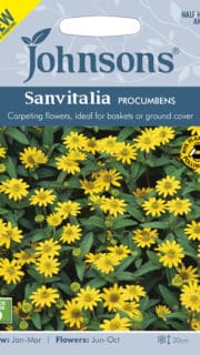Lamav sanvitaalia