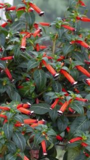 Tulipunane sigaretilill