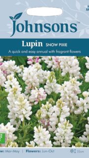 Madal lupiin - suvelupiin "Snow Pixie"