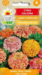 Harilik pruudisõlg "Candy Stripe Mix"