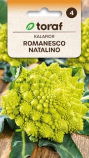Romaani lillkapsas "Romanesco Natalino"
