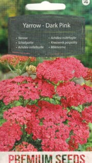 Harilik raudrohi "Dark Pink"