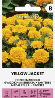 Peiulill "Yellow Jacket"