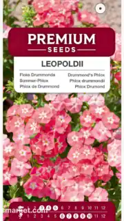 Suvi-leeklill "Leopoldii"