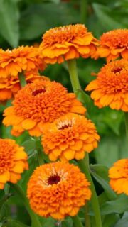 Harilik pruudisõlg "Zinderella Orange"