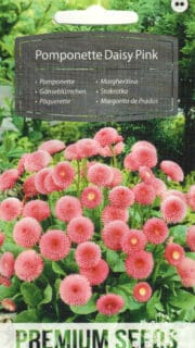 Harilik kirikakar "Pomponette Daisy Pink"