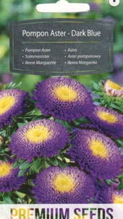 Aster "Pompon Dark Blue"