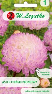 Aster "Pink & White"