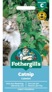 Harilik naistenõges "Catnip"