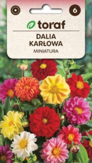 Aed-daalia kääbuskasvuline"Miniatura"