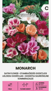 Suureõieline sametlill "Monarch"