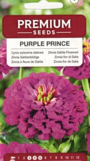 Harilik pruudisõlg "Purple Prince"
