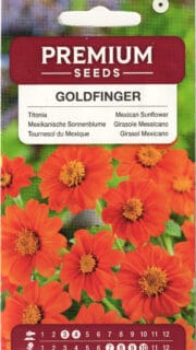 Ümaralehine titoonia "Goldfinger"