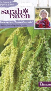 Longus rebashein " Green Cascade"