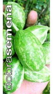 Näsakurk "Liso Calcuta"